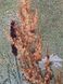 Гобелен Букет з ромашками в вазоні 50х61, 50х61